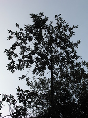 Cornus peruviana