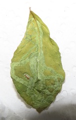 Crotalaria natalensis