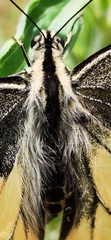 Papilio machaon