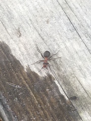 Formica rufa