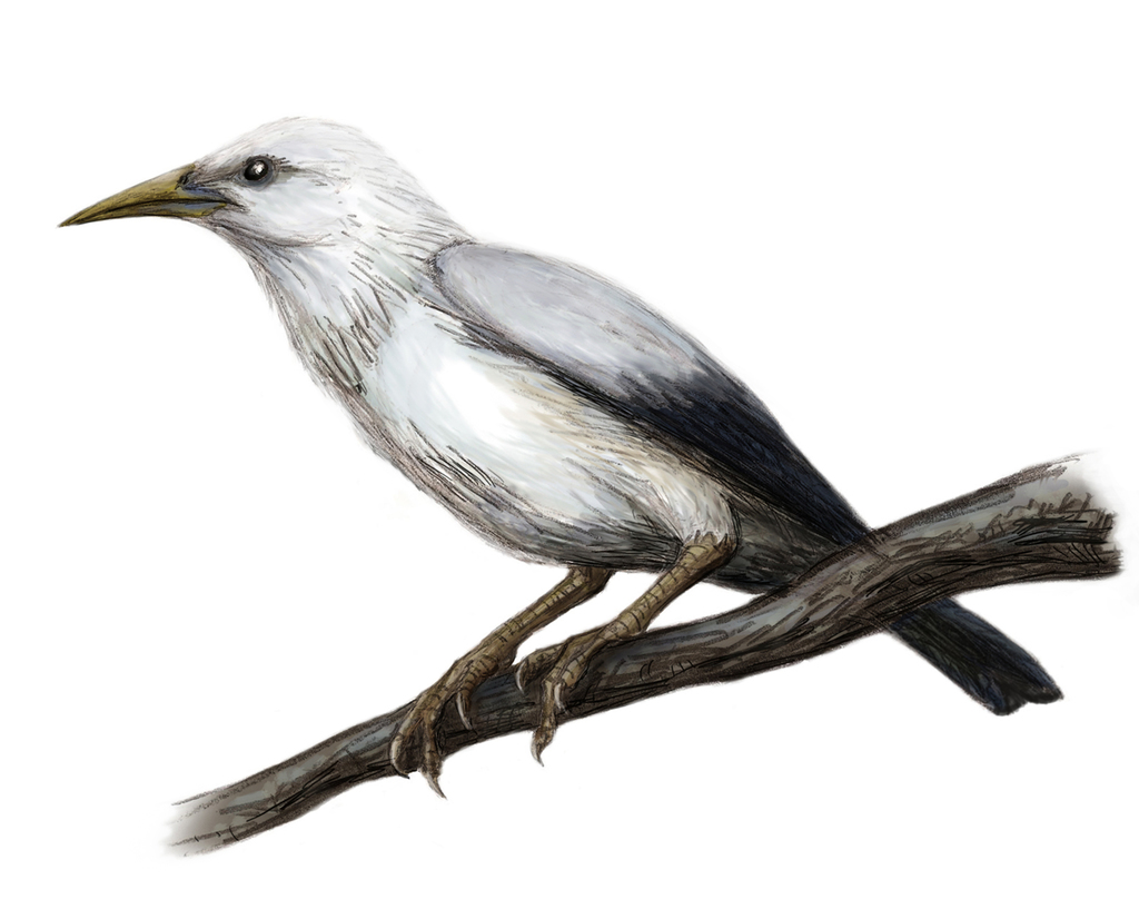 Rodrigues Starling (Necropsar rodericanus) photo