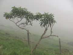 Solanum oblongifolium