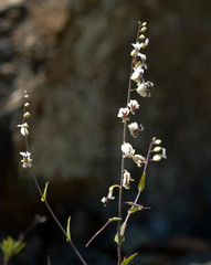 Streptanthus glandulosus secundus