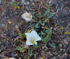 Calystegia collina