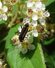 Oedemera barbara