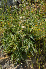 Phacelia imbricata imbricata