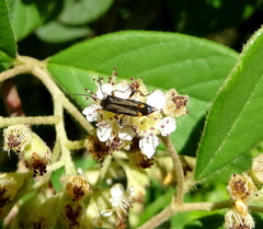 Oedemera barbara