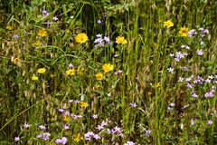 Layia gaillardioides
