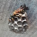 岸馬蜂 - Photo 由 Dmitry 所上傳的 (c) Dmitry，保留部份權利CC BY-NC