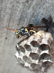 Polistes riparius