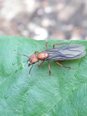 Acromyrmex octospinosus