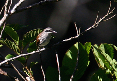 Grand Rhabdornis photo 1