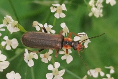 Podabrus alpinus