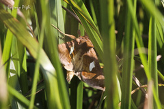 Autographa bractea