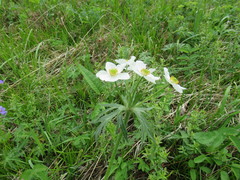 Anemonastrum crinitum