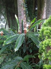 Alpinia sessiliflora