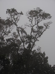 Weinmannia tomentosa