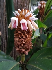 Alpinia sessiliflora