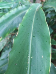 Alpinia sessiliflora