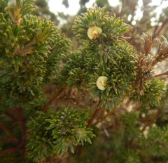 Phyllota pleurandroides