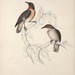 Spot-winged Starling - Photo (c) Biodiversity Heritage Library, some rights reserved (CC BY)
