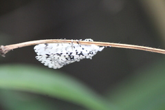 Lichnoptera decora