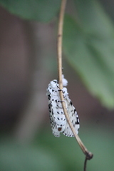 Lichnoptera decora