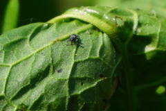 Archarius salicivorus