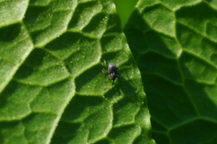 Archarius salicivorus