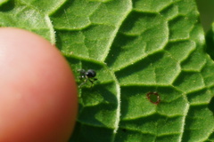 Archarius salicivorus