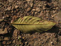 Guettarda crispiflora