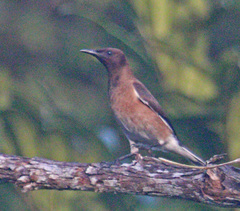 Madagascar Starling photo 3