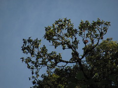 Guettarda crispiflora