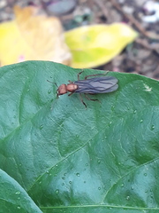 Acromyrmex octospinosus