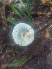 Russula subgraminicolor