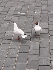 Chroicocephalus ridibundus