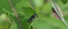 Phytoecia rufiventris
