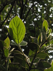 Viburnum lasiophyllum