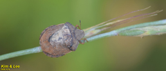 Eurygaster testudinaria