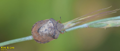 Eurygaster testudinaria