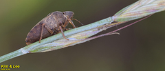 Eurygaster testudinaria