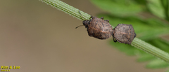 Eurygaster testudinaria