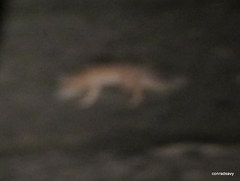 Vulpes corsac