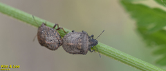 Eurygaster testudinaria