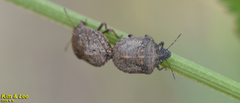 Eurygaster testudinaria