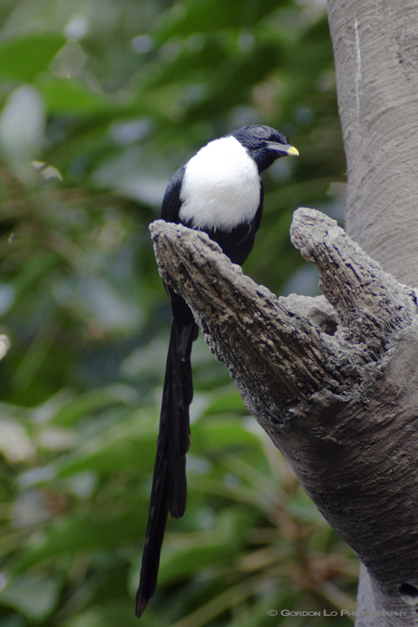 Bare-eyed and White-necked Mynas