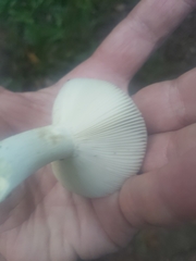 Russula subgraminicolor