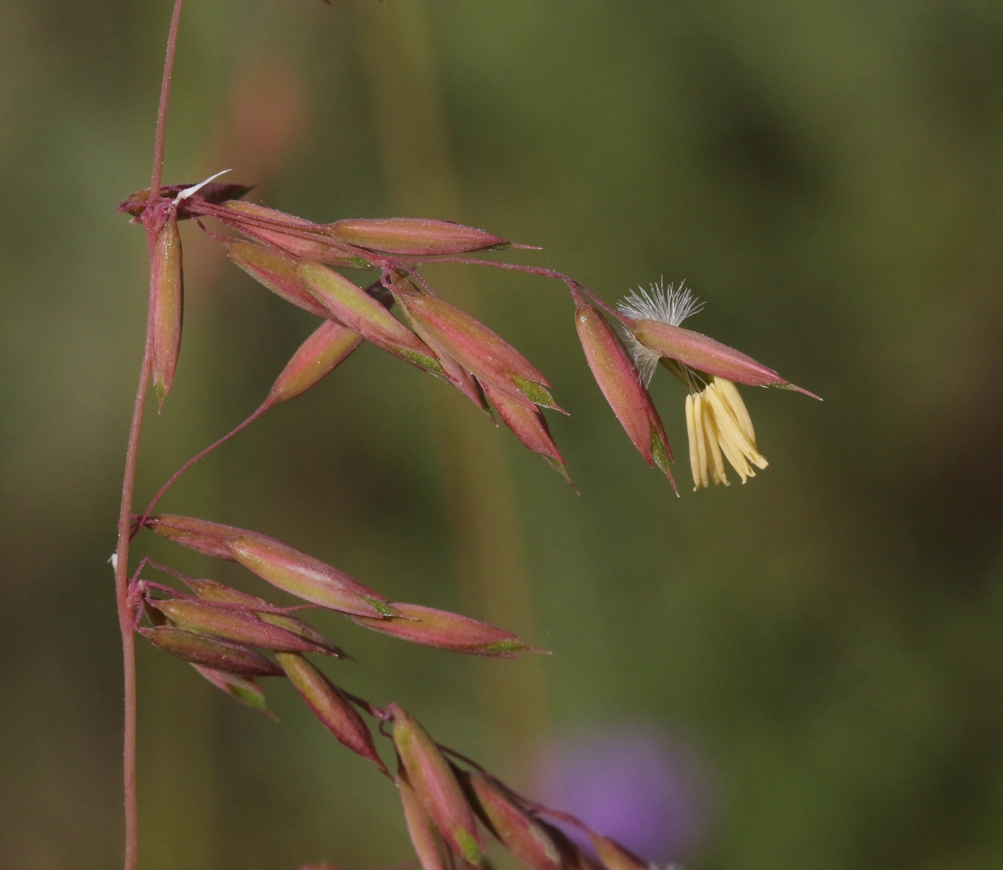 Ehrharta calycina