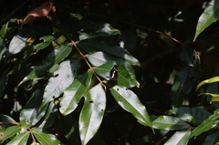 Castilia