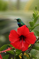 Cinnyris bifasciatus